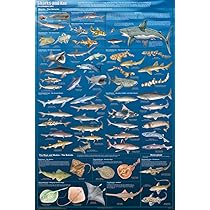 Amazon.com: EuroGraphics Dangerous Sharks Poster, 36 x 24 in Beige